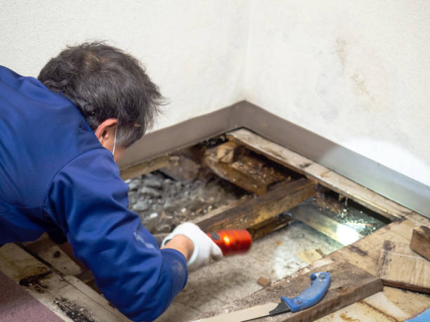 Best Crawl Space Mold Removal  in Morada, CA