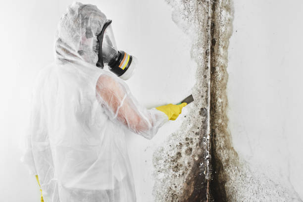 Best Certified Mold Removal  in Morada, CA