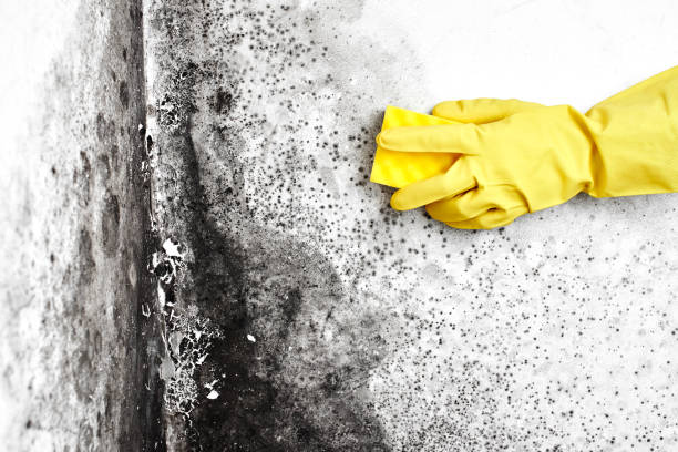 Best Fast Mold Removal  in Morada, CA