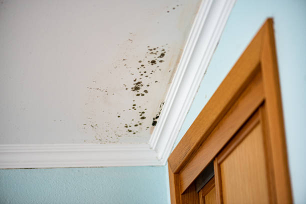 Best Attic Mold Removal  in Morada, CA