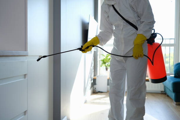Best Local Mold Removal Service  in Morada, CA