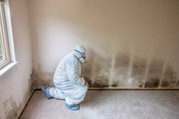 Best Toxic Mold Removal  in Morada, CA