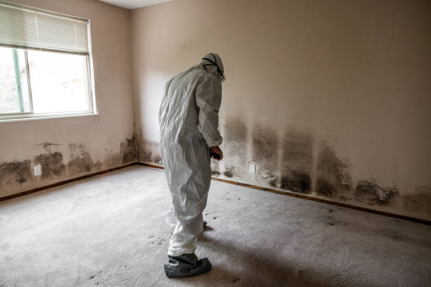 Certified Mold Removal in Morada, CA