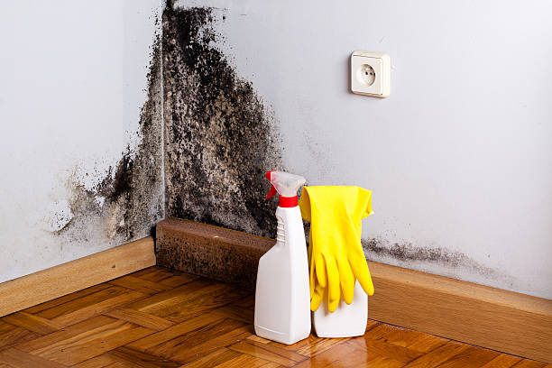 Professional Mold Removal in Morada, CA