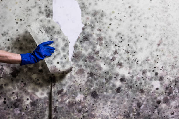 Best Office Mold Removal Services  in Morada, CA